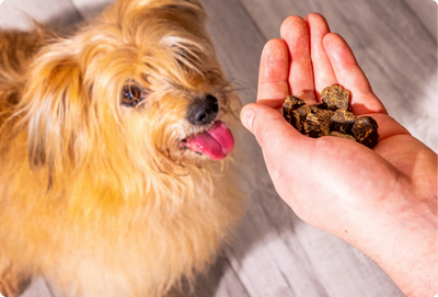 Back to School, Back to Training: New Term, New Tricks for Your Dog