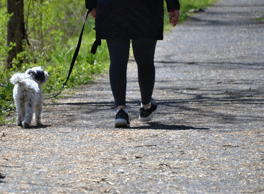 Ticks and Dogs in the UK: Understanding the Risks and Prevention
