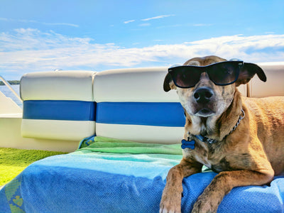 Summer Must-Have Travel Accessories for Dogs: Collapsible Bowls, Cooling Mats, and Calming Aids