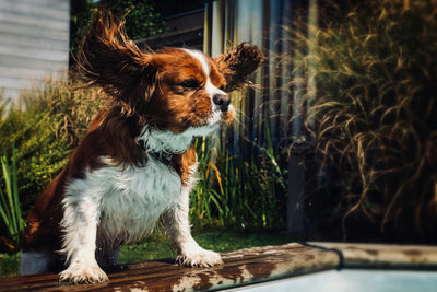 Keeping Your Dog Hydrated in Summer: Why It Matters and How to Do It Right