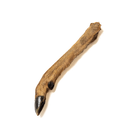 Venison (Deer) Legs - with fur/hair