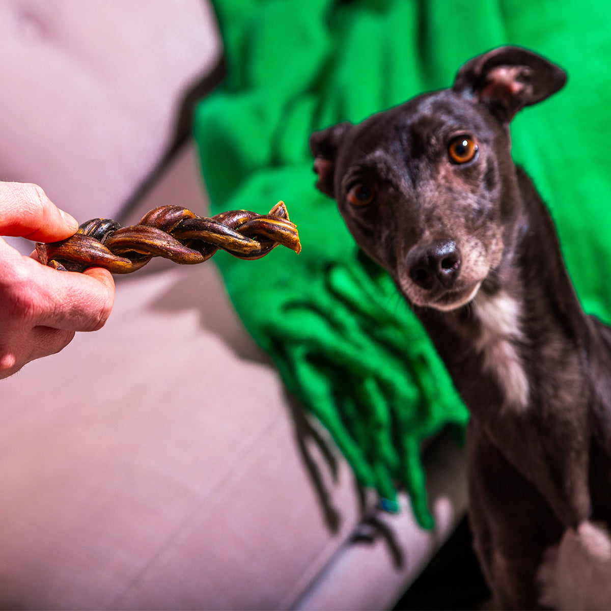 Braided Buffalo Collagen