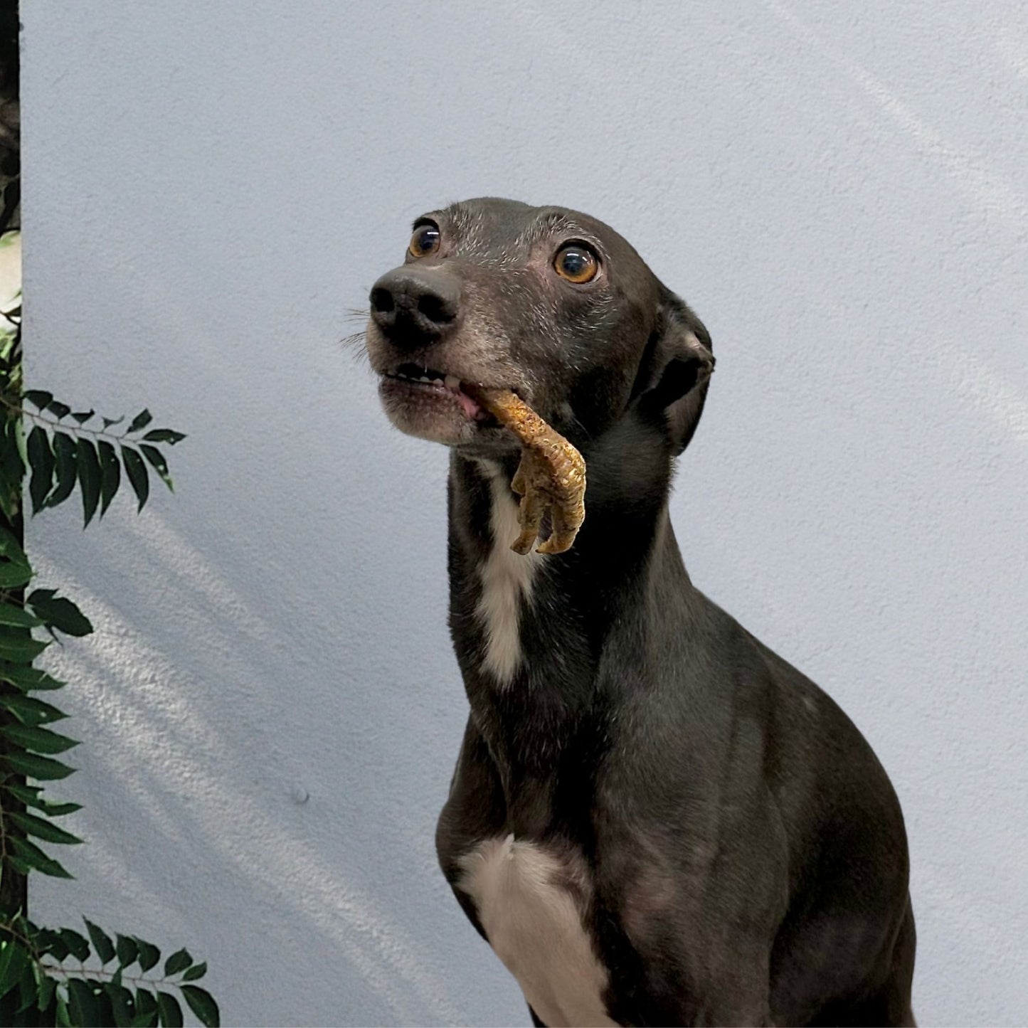 Chicken Feet - Grade B