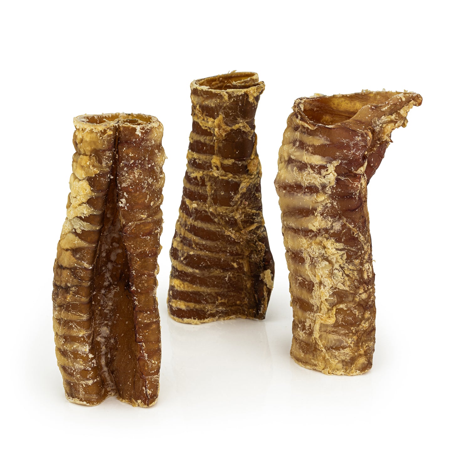 Trachea "Gullet" - Cut