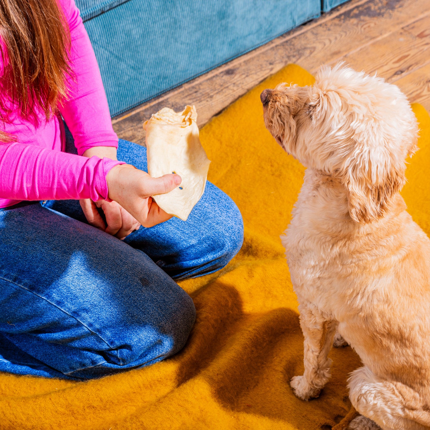 Large Cow Ears - no hair