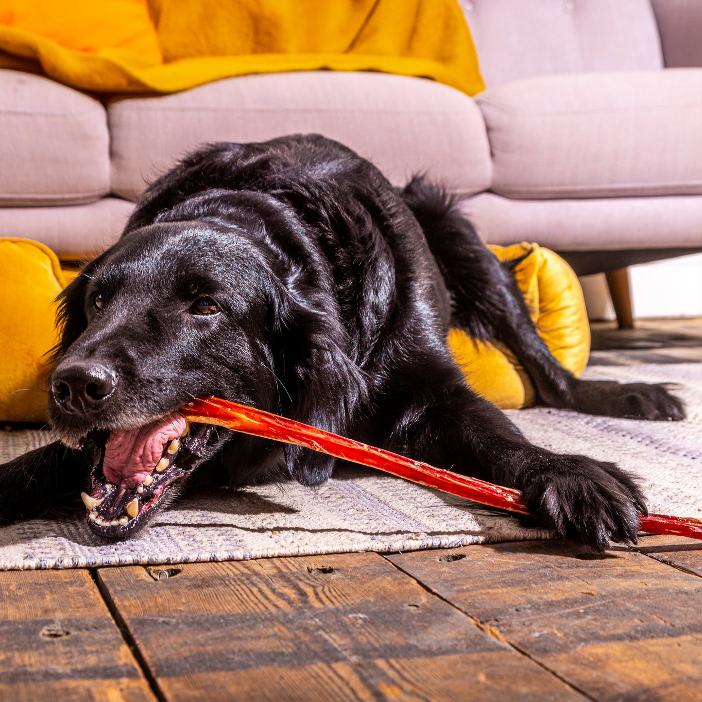 British Skinny Pizzles