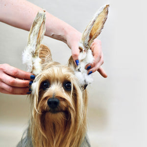 Rabbit Ears - with fur/hair (250g, 500g, 1kg, 5kg & 10kg)