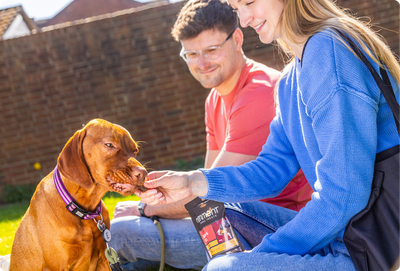 Healthy Rewards for Active Summer Dogs: What Nutritionists Recommend