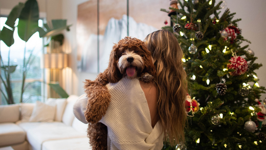 Keeping Your Dog Safe over Christmas