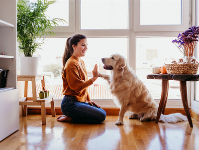 Keeping Your Dog Active and Busy Indoors Over Winter