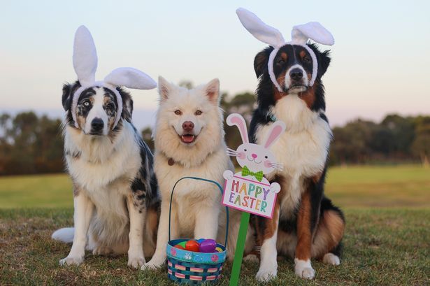 Easter for Your Dogs
