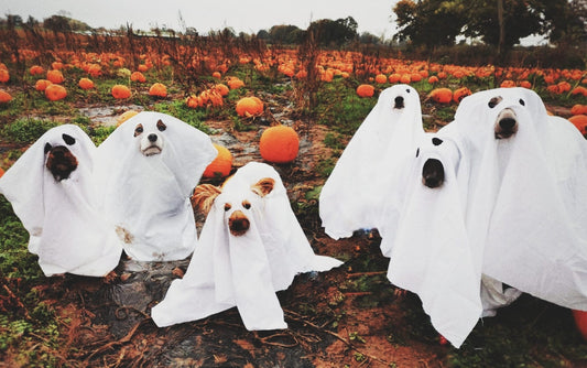 DIY Halloween Costumes for Dogs on a Budget: Fun, Easy, and Stress-Free