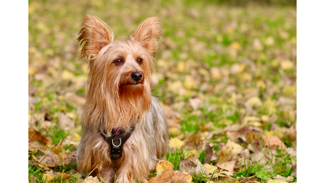 Introducing…Australian Silky Terriers