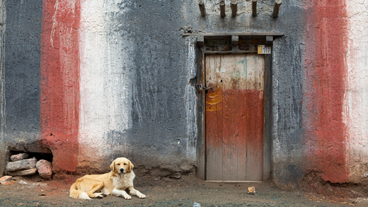 Keeping Your Dog Relaxed Around Visitors