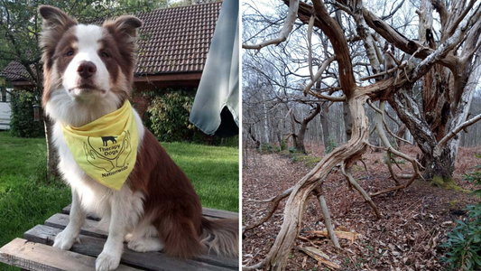 Crufts - Saturday 12th March