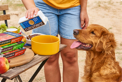 Late Spring Walk Essentials: What to Pack for a Happy, Healthy Dog