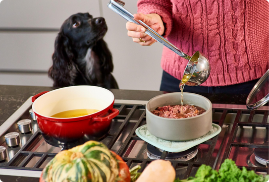 Hydration Tips for Dogs That Don't Drink Enough