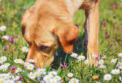 Seasonal Allergies in Dogs: Signs, Causes & the Best Natural Treats to Help