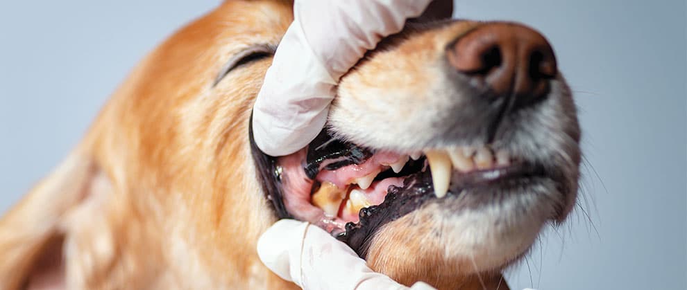 Dental Disease in Dogs – Pet Treats Wholesale Ltd. Trade & Wholesale Portal