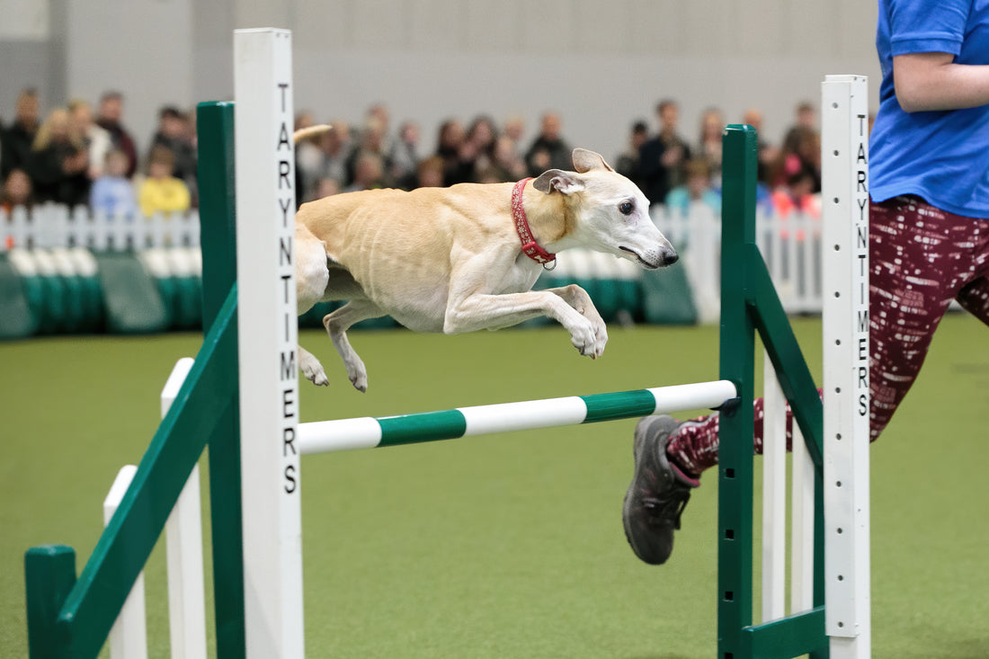 Crufts Day 4 - Gundogs