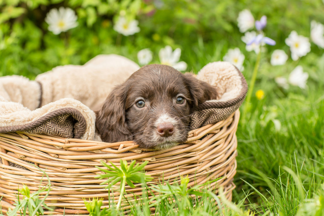 Making the most of the Spring Bank Holiday with your furry friends