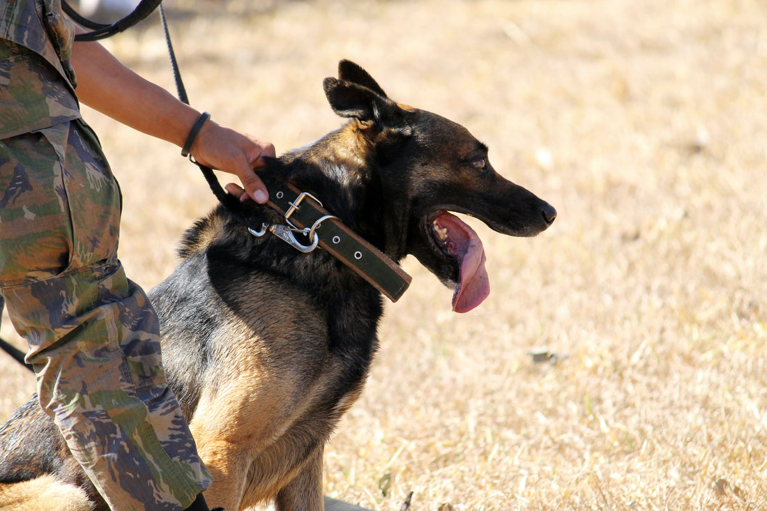 The Heroes on Four Paws: Search and Rescue Dogs in War and Natural Disasters