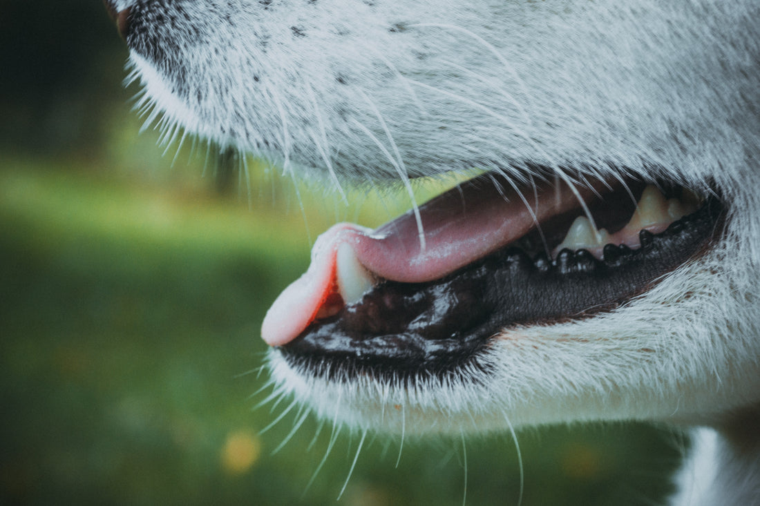 The Best Treats for Dogs with Missing Teeth