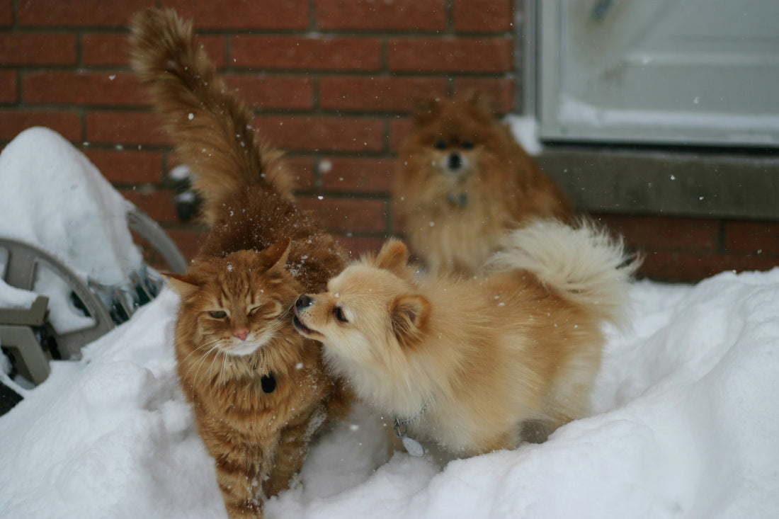 Keeping your pets warm in winter