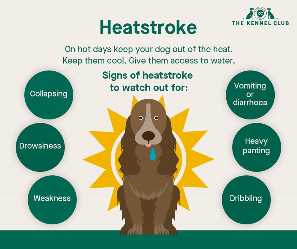 Keeping your dog cool in summer - part 1! – Pet Treats Wholesale Ltd ...