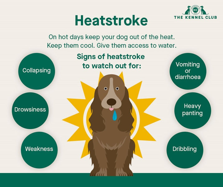 Keeping your dog cool in summer - part 1!
