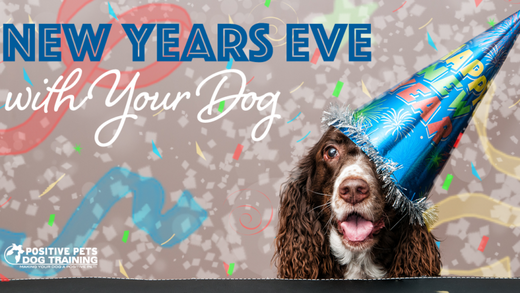 Preparing Your Dog for New Year's Eve