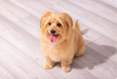 Pawsitive Resolutions: A New Year Bucket List for Healthier, Happier Dogs