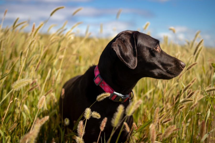 5 Things Dog Owners Should Watch Out for in Summer