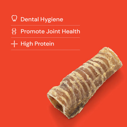 Trachea "Gullet" - Cut