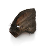 Medium Hairy Cow Ears (1kg & 10pcs bag)