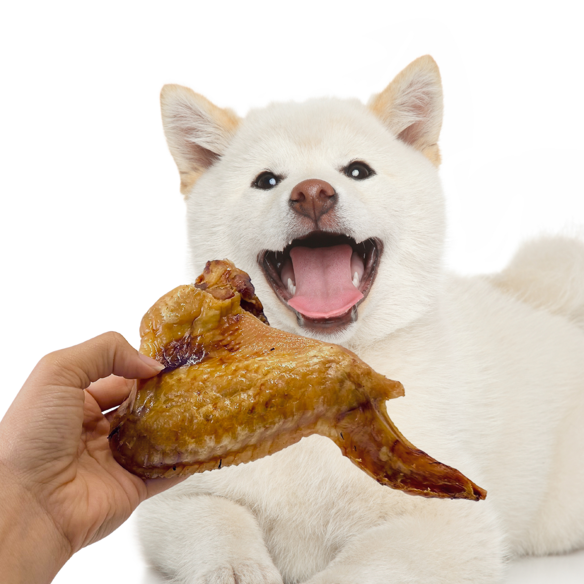 Jumbo Turkey Wings (1kg bags) Joint care Pet Treats Wholesale Ltd