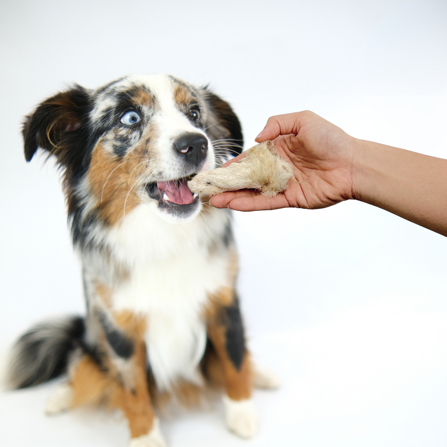 Lamb Ears - with fur/hair