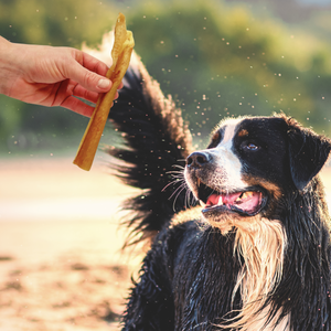Natural treats for dogs Pet Treats Wholesale Trade Public