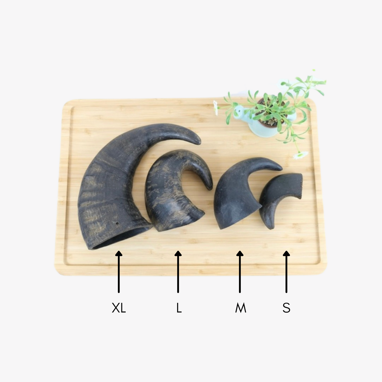 Buffalo Horns - XL/Large/Medium/Small