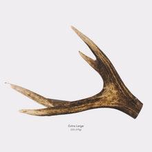 Load image into Gallery viewer, Mixed Cut Antlers (1pc/Small, 1pc/Medium, 1pc/ Large, 1pc/Extra Large &amp; 1KG bags)
