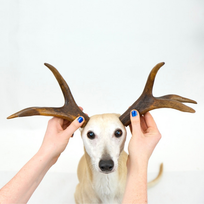 Mixed Cut Antlers