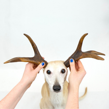 Load image into Gallery viewer, Mixed Cut Antlers (1pc/Small, 1pc/Medium, 1pc/ Large, 1pc/Extra Large &amp; 1KG bags)
