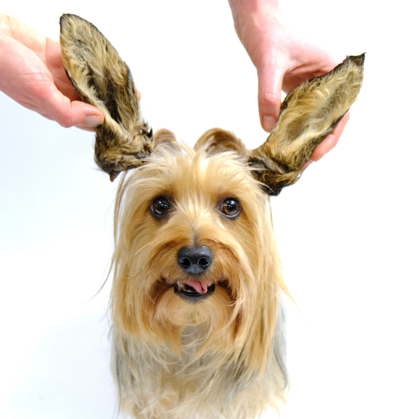 Venison Ears - with Hair