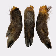 Load image into Gallery viewer, Hairy Wild Boar Legs (5pcs &amp; 10pcs nets)

