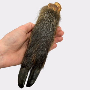 Hairy Wild Boar Legs (5pcs & 10pcs nets)